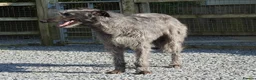 Deerhound dogs for stud: Scottish Deerhound Stud in Wisbech - Advert 1