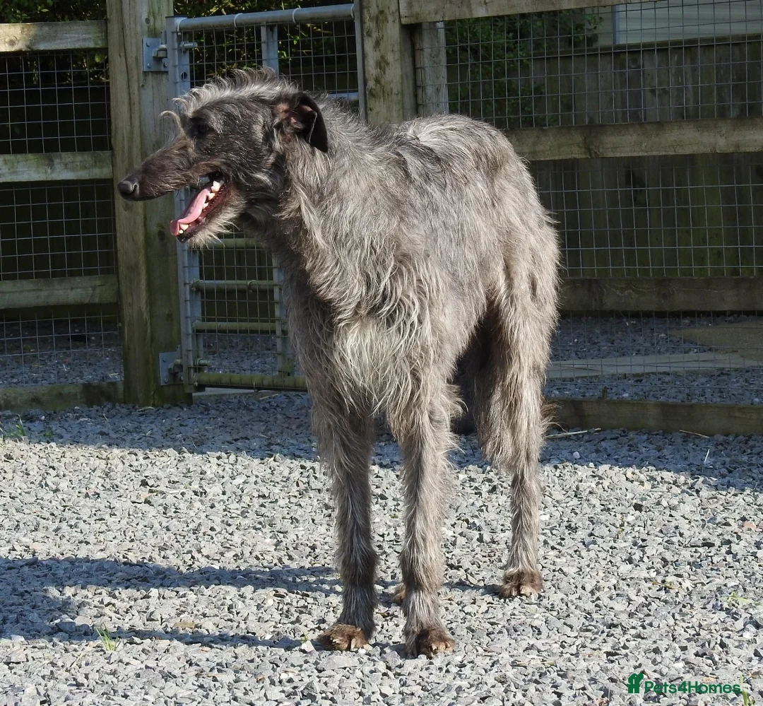 Deerhound dogs for stud: Scottish Deerhound Stud in Wisbech - Advert 1
