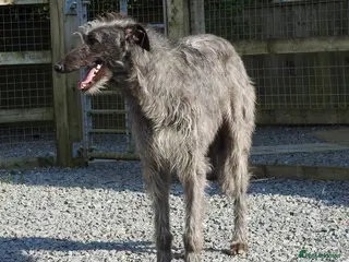 Deerhound dogs for stud: Scottish Deerhound Stud in Wisbech - Advert 2