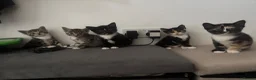 Mixed Breed cats for sale: Kittens - Advert 6