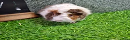 Guinea Pig rodents for sale: Attractive baby boy Guinea Pigs - Advert 16