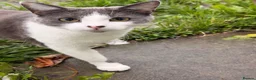 Domestic Shorthair cats for sale: Silver 1 year old in London - Advert 2
