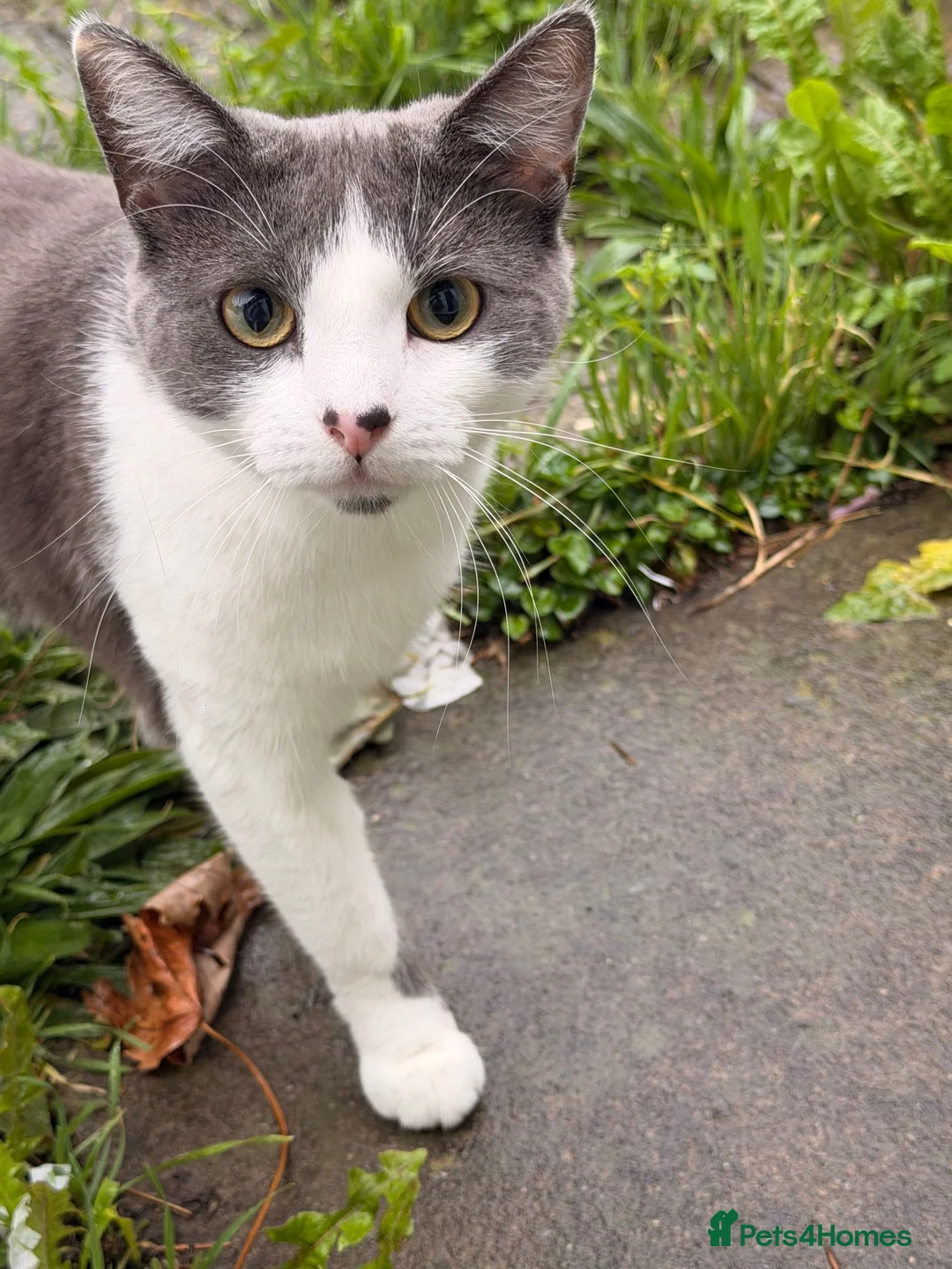 Domestic Shorthair cats for sale: Silver 1 year old in London - Advert 2