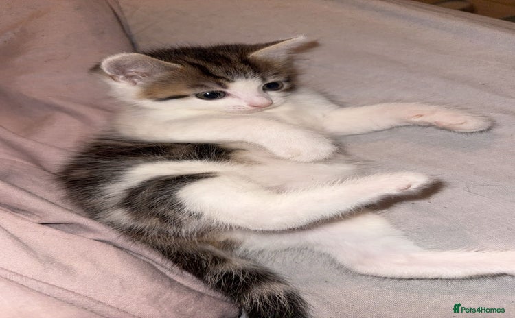 Siberian cats - Advert 1