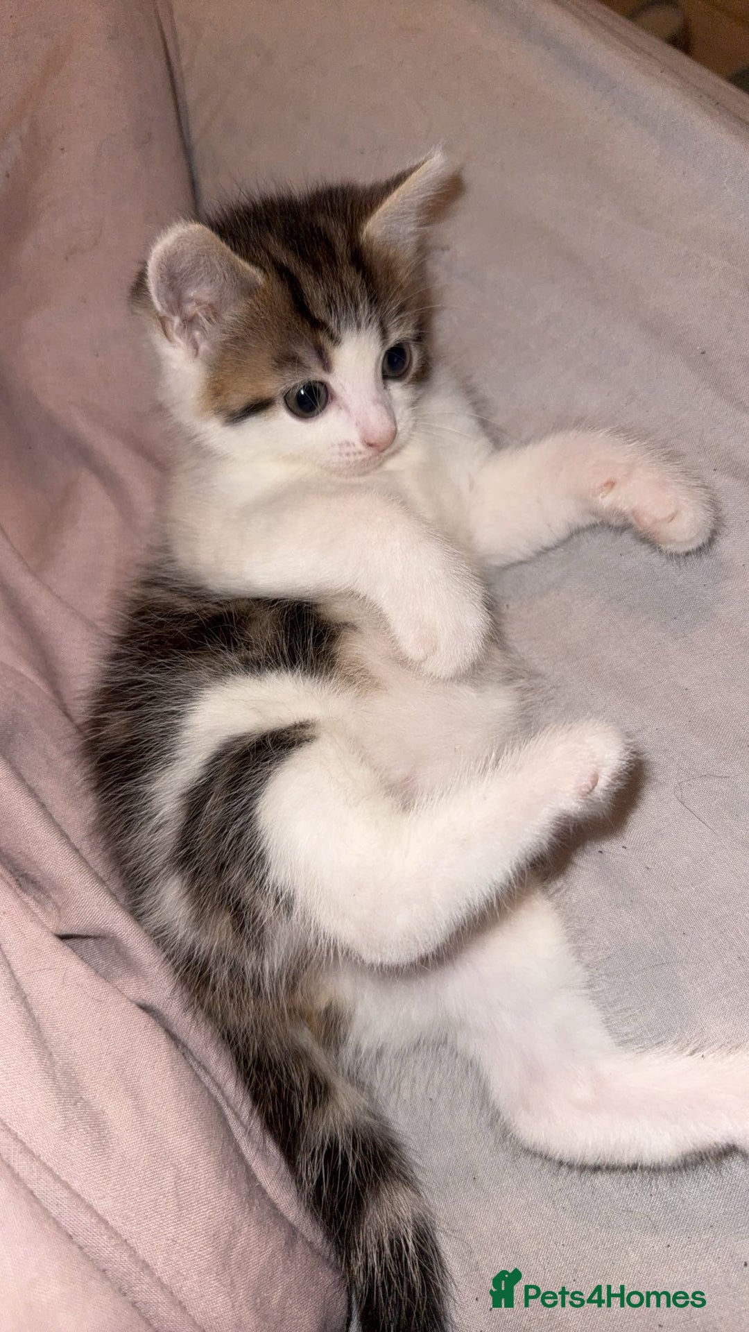 Siberian cats for sale: 1 female kitten  - Image 1