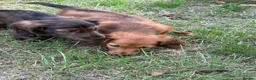 Dachshund dogs for sale: KC reg, champion bloodline, female mini dachshund - Advert 8