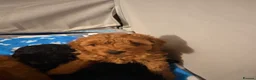 Cavapoo dogs for sale: Beautiful F1b Cavapoo Girls | Ready Soon - Advert 10