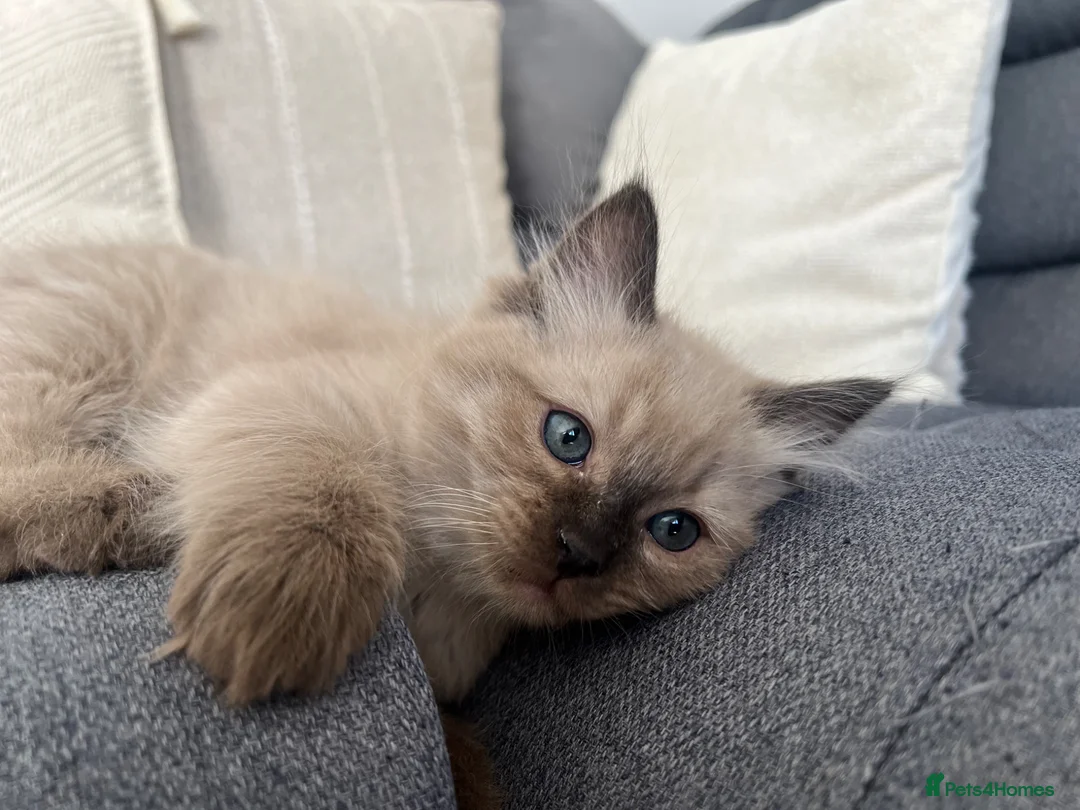Ragdoll cats for sale: 🤎 READY NOW seal mink sepia cherubim BOY 🤎 - Advert 2