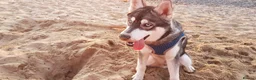 Siberian Husky dogs for stud:  Loki in Heywood - Advert 6