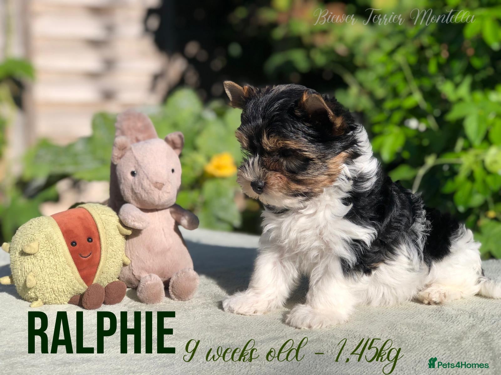 Yorkshire Terrier dogs Beautiful Litter of Six Biewer Terriers! - Advert 2