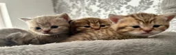 British Shorthair cats for sale: Gorgeous British shorthair kittens  - Advert 9