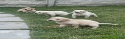 Golden Retriever dogs for sale: Quality golden retrievers  - Advert 22