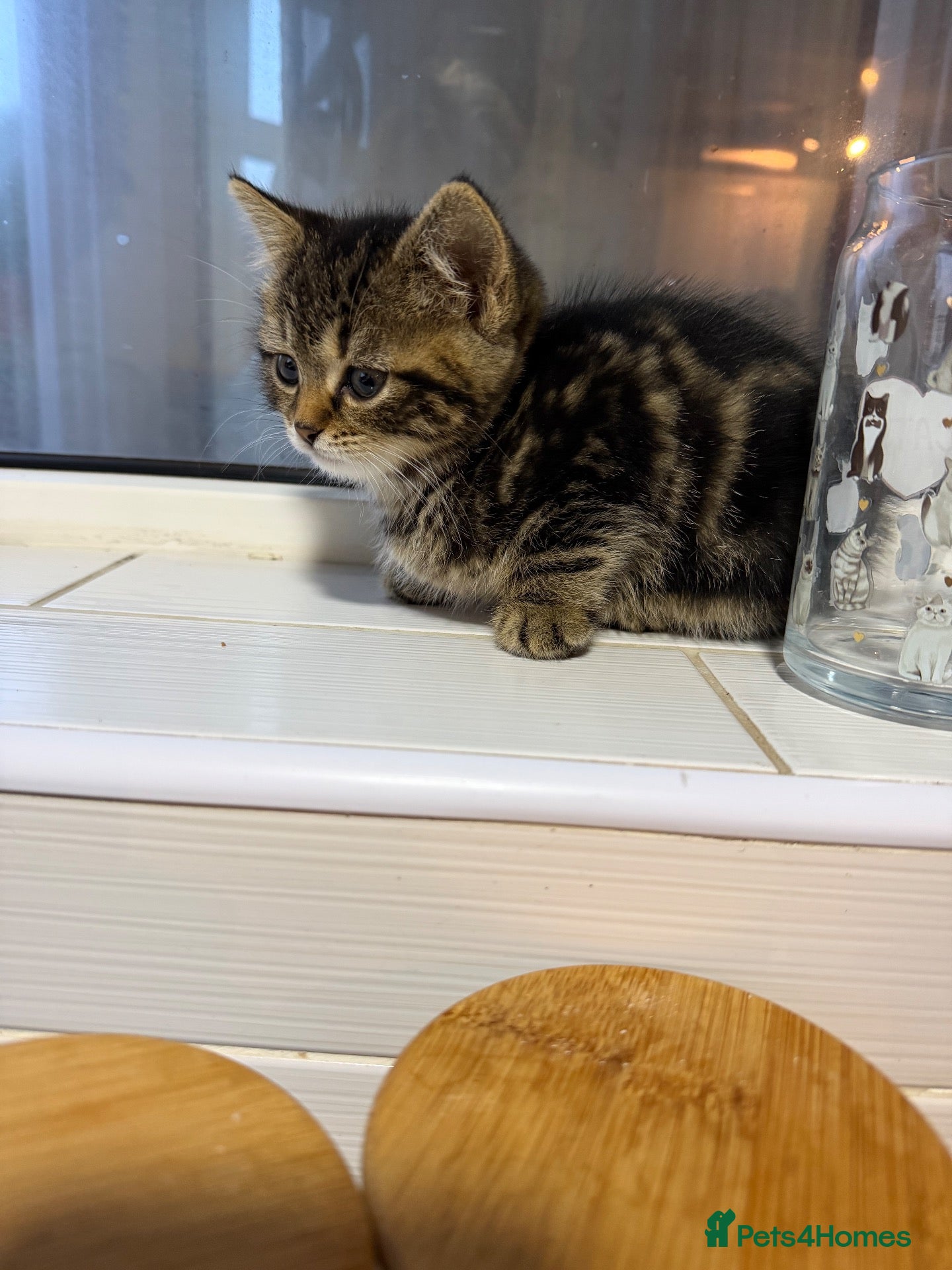 Mixed Breed cats Mixed litter kittens 🐱  - Advert 3
