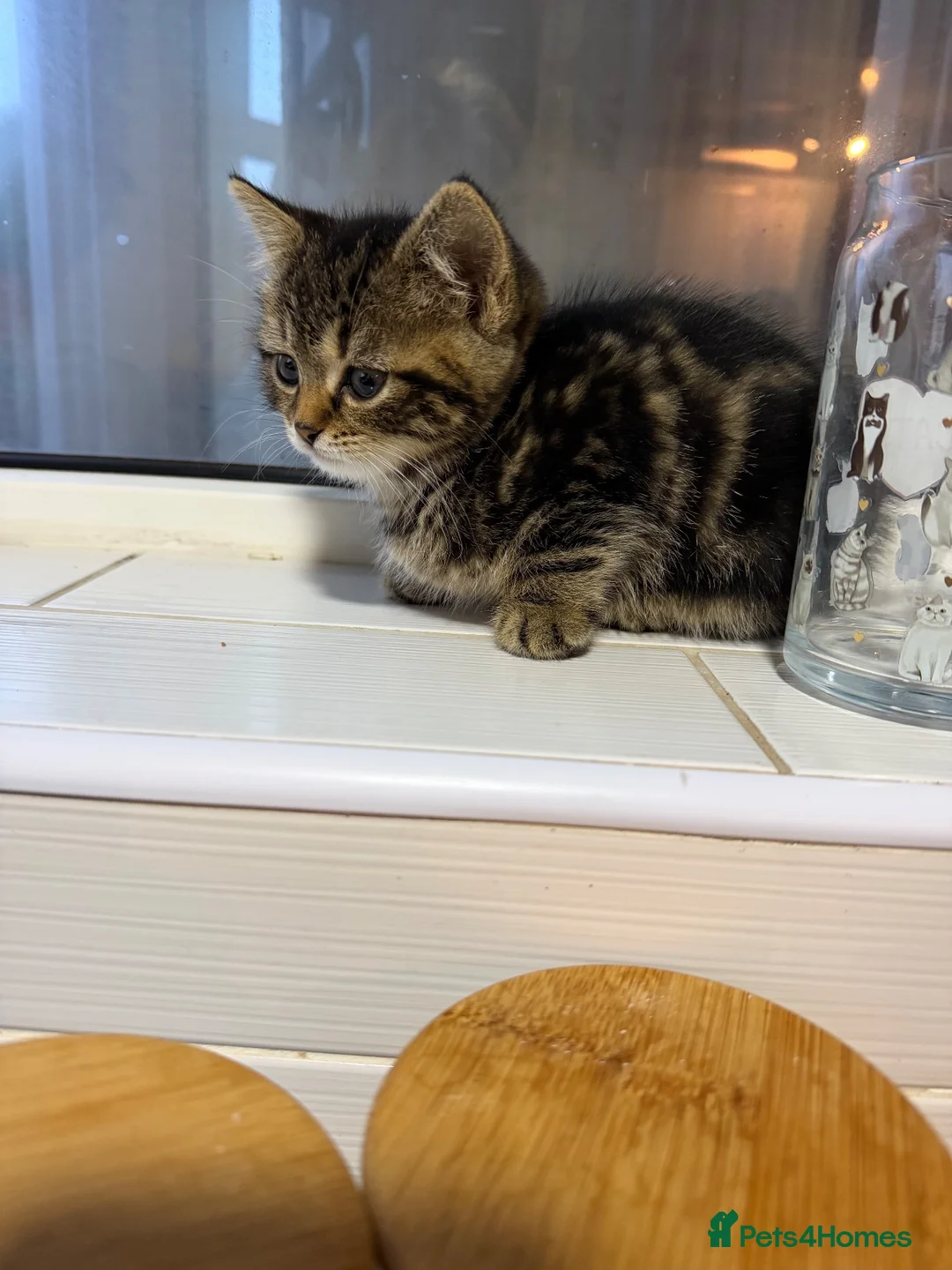 Mixed Breed cats for sale: Mixed litter kittens 🐱  - Advert 1