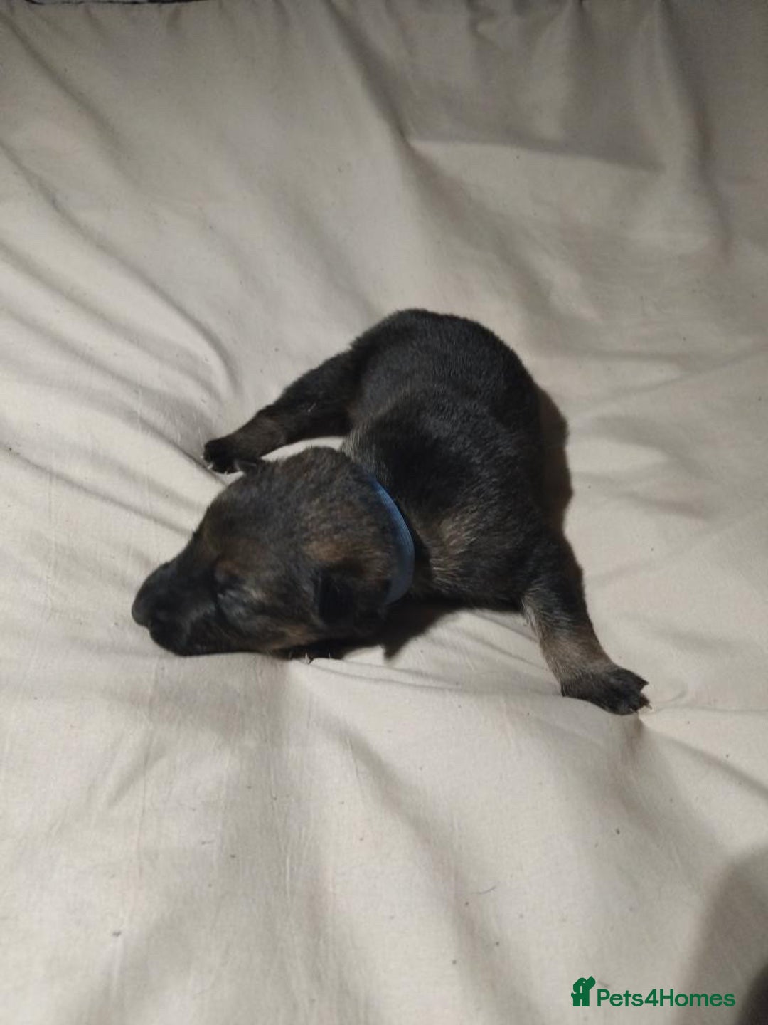 German Shepherd dogs for sale: German shepherd puppy’s kennel club registered  - Advert 27