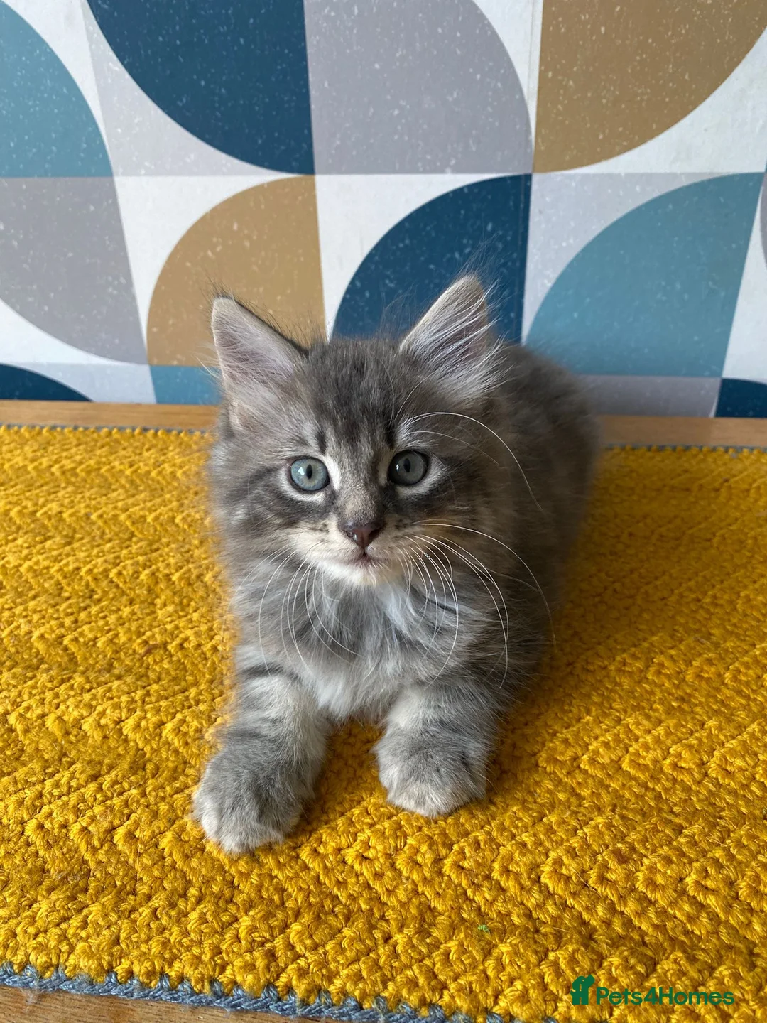 Domestic Shorthair cats for sale: Domestic possible longhaired kittens  - Advert 8