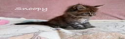 Perdoll cats for sale: Absolutely beautiful Perdoll Kittens  - Advert 1