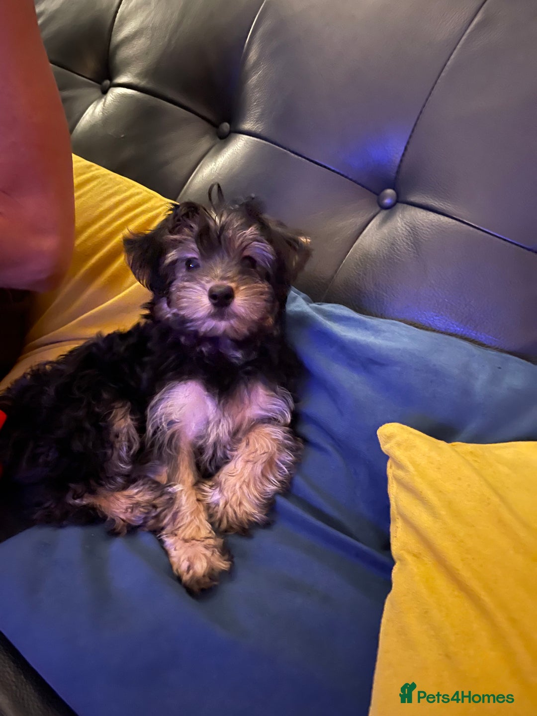 Mixed Breed dogs for sale: Adorable Morkie Poo puppies - Advert 1