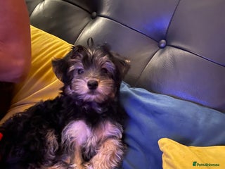 Mixed Breed dogs Adorable Morkie Poo puppies - Advert 11