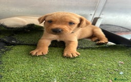 Labrador Retriever dogs for sale: Stunning Working bred yellow Labs Raised in home - Image 8