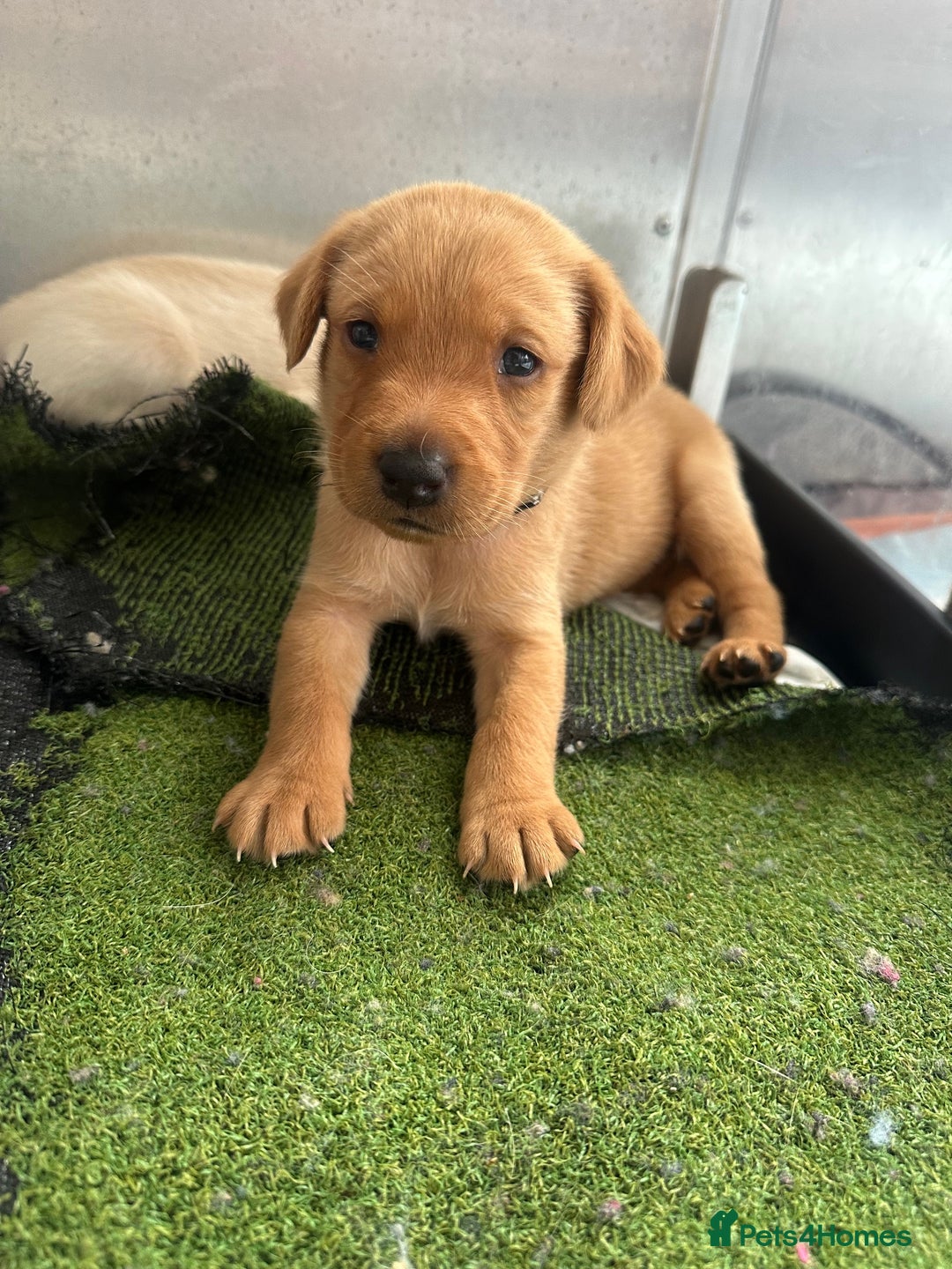 Labrador Retriever dogs for sale: Stunning Working bred yellow Labs Raised in home - Image 8