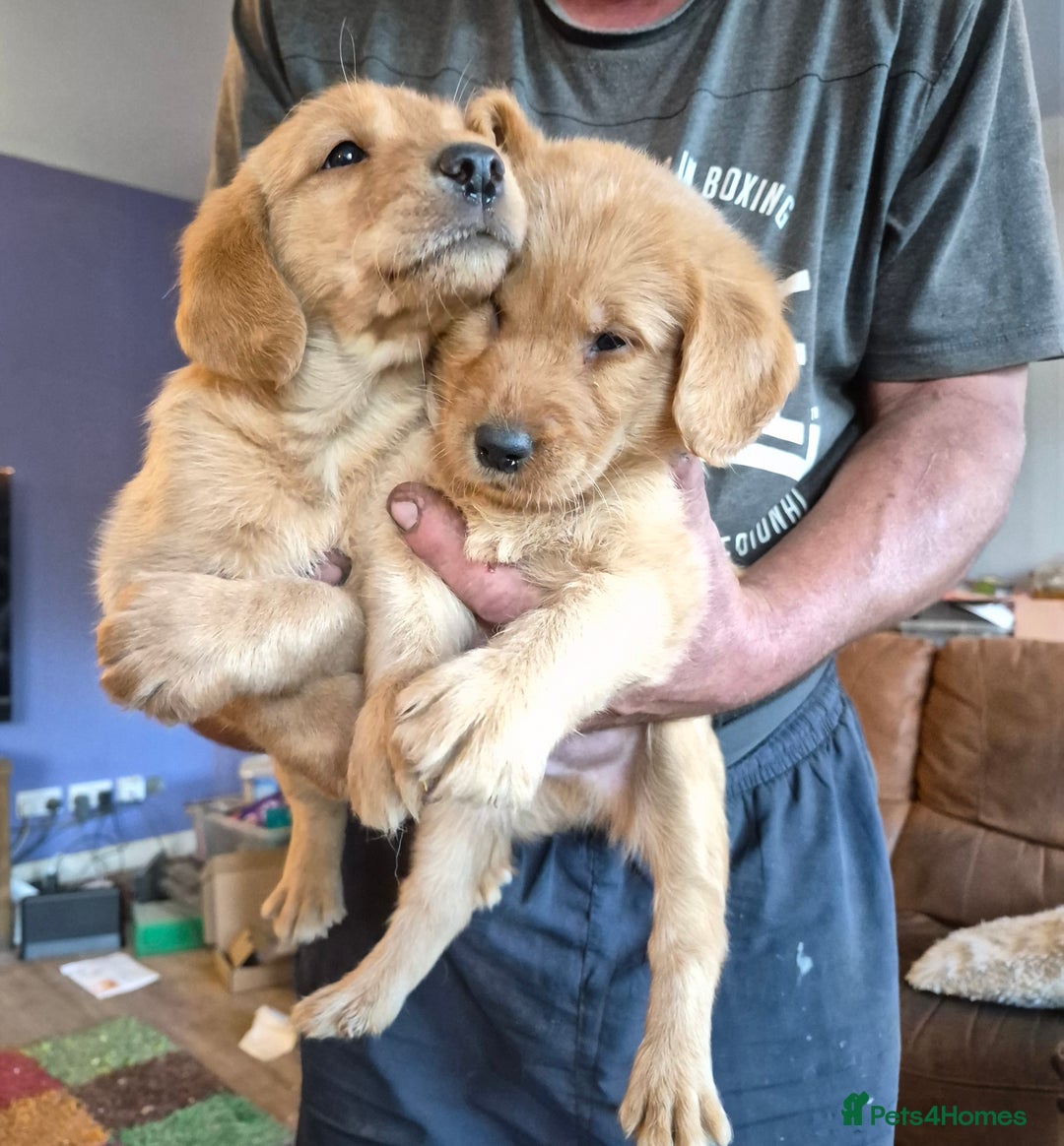 Labradoodle dogs for sale: Ready now gorgeous labradoodle puppies 3 boys - Image 14