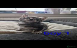 Ragdoll cats for sale: Ragdoll x British shirt hair - Image 1