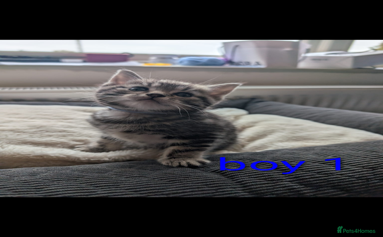 Ragdoll cats for sale - Advert 1
