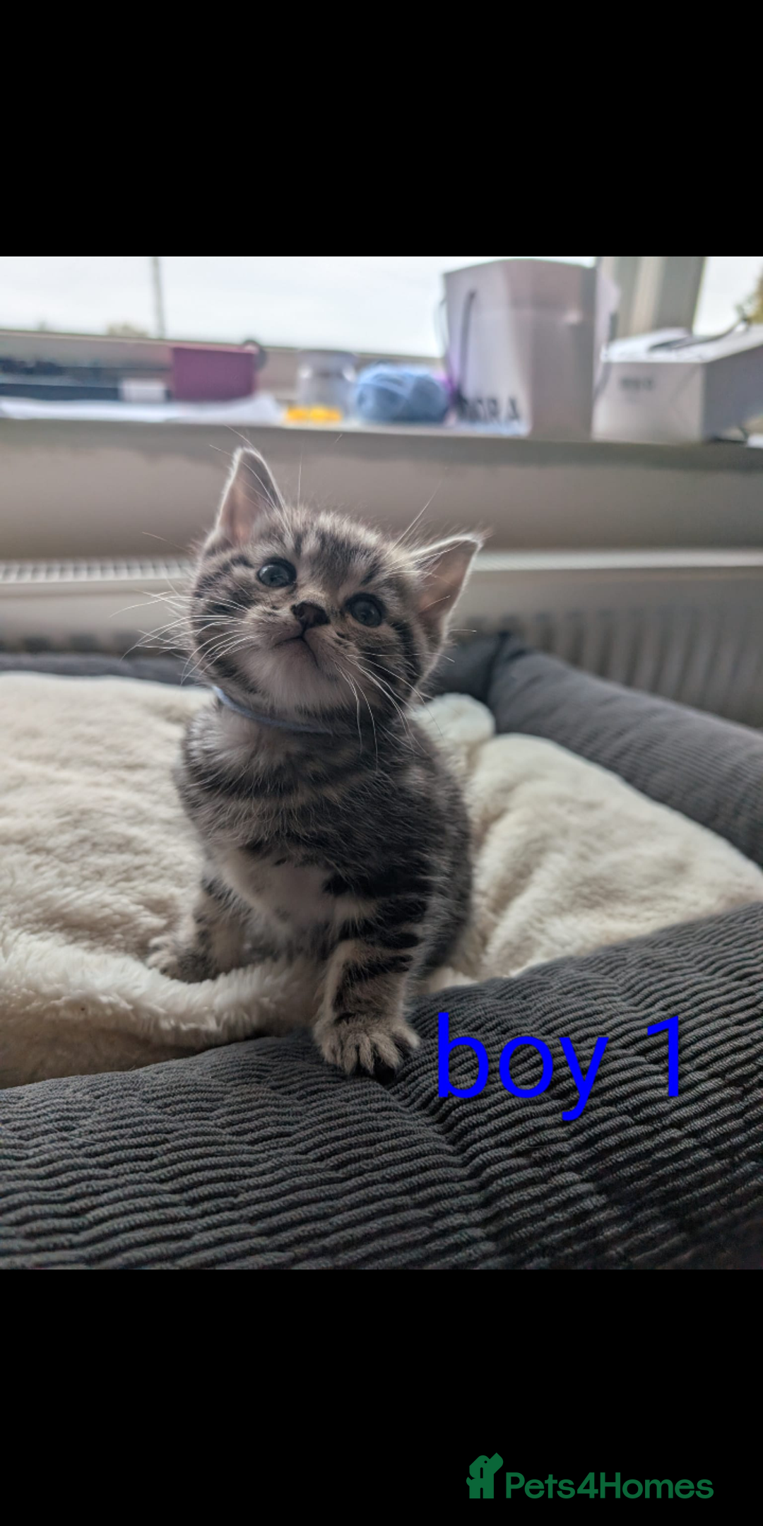 Ragdoll cats for sale: Ragdoll x British shirt hair - Image 1