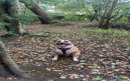 Mixed Breed dogs for sale: Bodhi - 2 Year Old AmBull X - Image 1