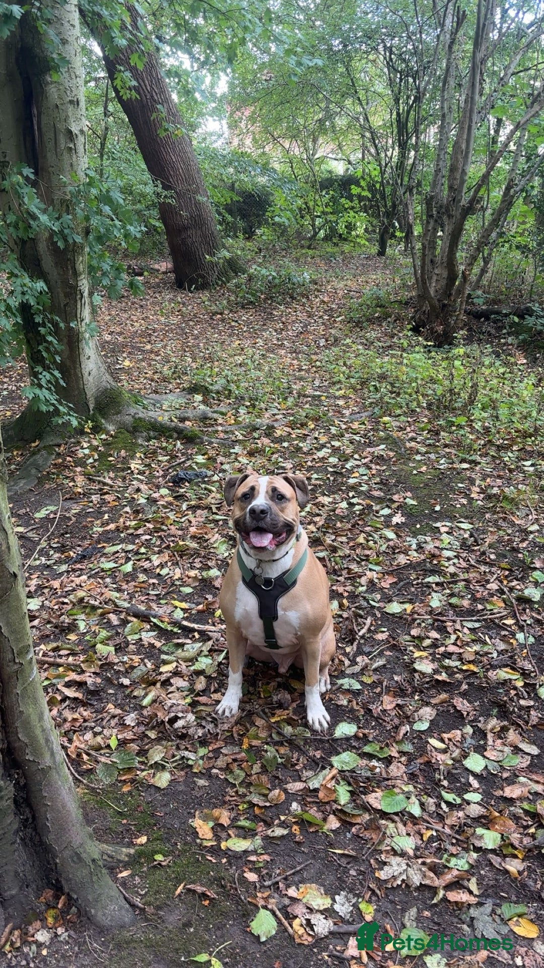 Mixed Breed dogs for sale: Bodhi - 2 Year Old AmBull X - Image 1