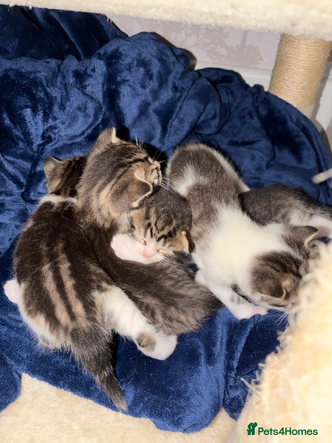 American Shorthair cats for sale: 4 beautiful American Shorthair Kittens - Advert 1