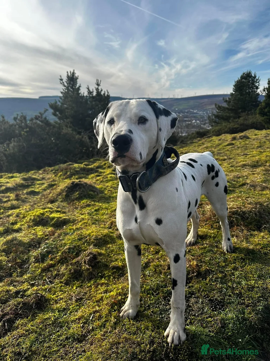Dalmatian dogs for stud: CRUFTS QUALIFIED FOR LIFE HEALTH TESTED - Advert 2
