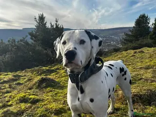 Dalmatian dogs CRUFTS QUALIFIED FOR LIFE HEALTH TESTED in Aberdare - Advert 2
