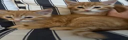 Mixed Breed cats for sale: Mixed breed chunky fluffy kittens - Advert 10