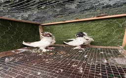 Pigeons birds for sale: Syrian pigeons for sale - Image 10