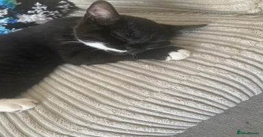 Mixed Breed cats - Advert 2