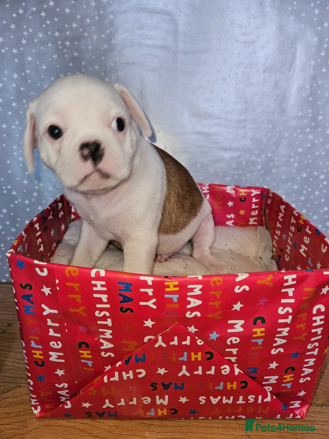 Mixed Breed dogs for sale: Pug x staff & pug x staff x chihuahua puppies  - Advert 14