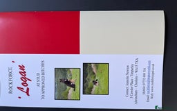 German Shepherd dogs for sale: OLD FASHION GSD PUPPIES DUE 8TH OCTOBER  - Image 7