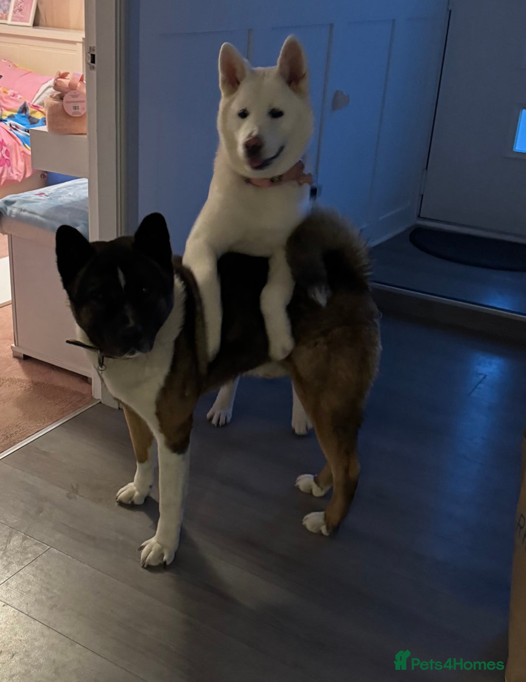 Akita dogs for sale: 2 Akita puppies 1 female 1 male  - Image 21