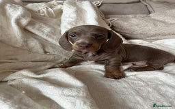 Miniature Dachshund dogs for sale: Miniature dachshunds - Image 14