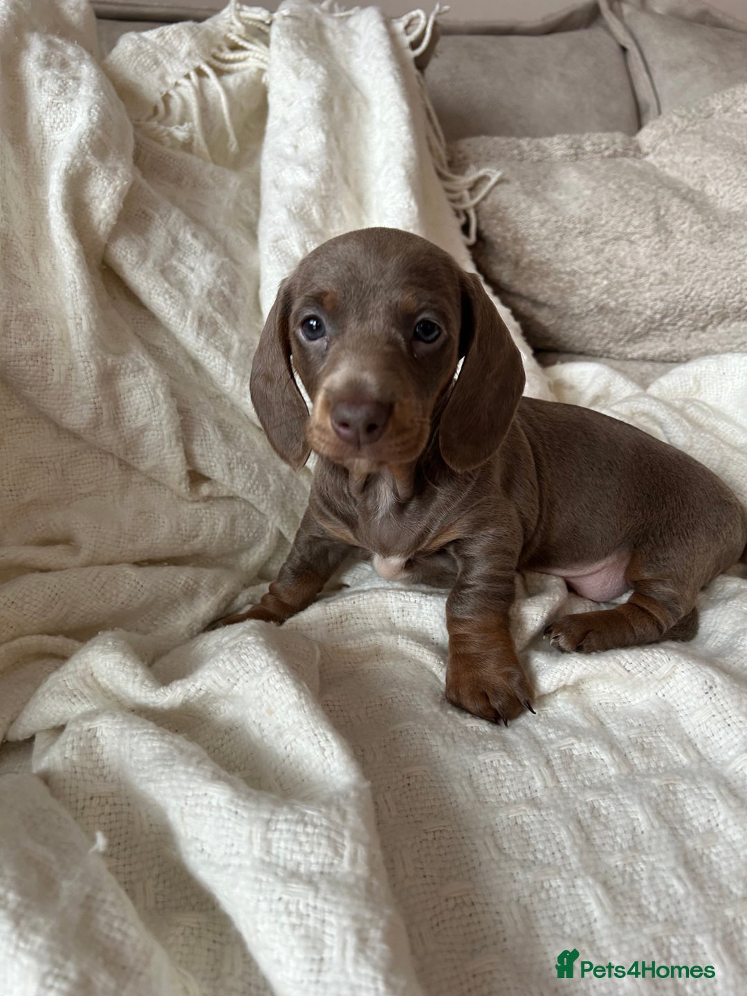 Miniature Dachshund dogs for sale: Miniature dachshunds - Image 14