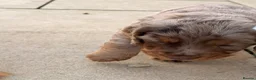 Cocker Spaniel dogs for sale: Beautiful litter of cocker spaniels puppy’s  - Advert 12