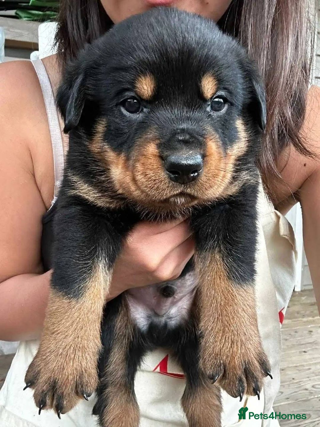 Rottweiler dogs for sale: Beautiful Rottweiler Pups Ready for New Homes - Advert 1