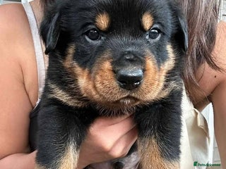 Rottweiler dogs Beautiful Rottweiler Pups Ready for New Homes - Advert 4