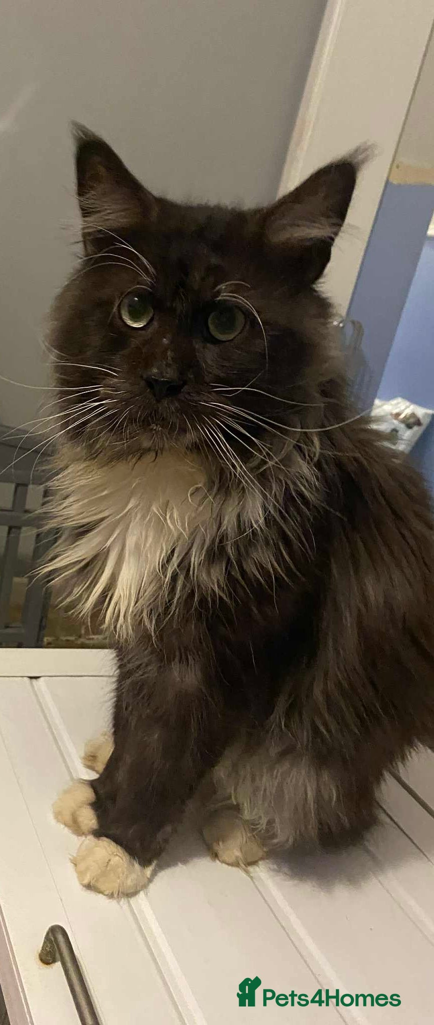 Maine Coon cats HANDSOME OSCAR LOOKING FOR HIS NEW HOME - Advert 2