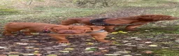 Dogue De Bordeaux dogs for sale: ** world class puppys** - Advert 6