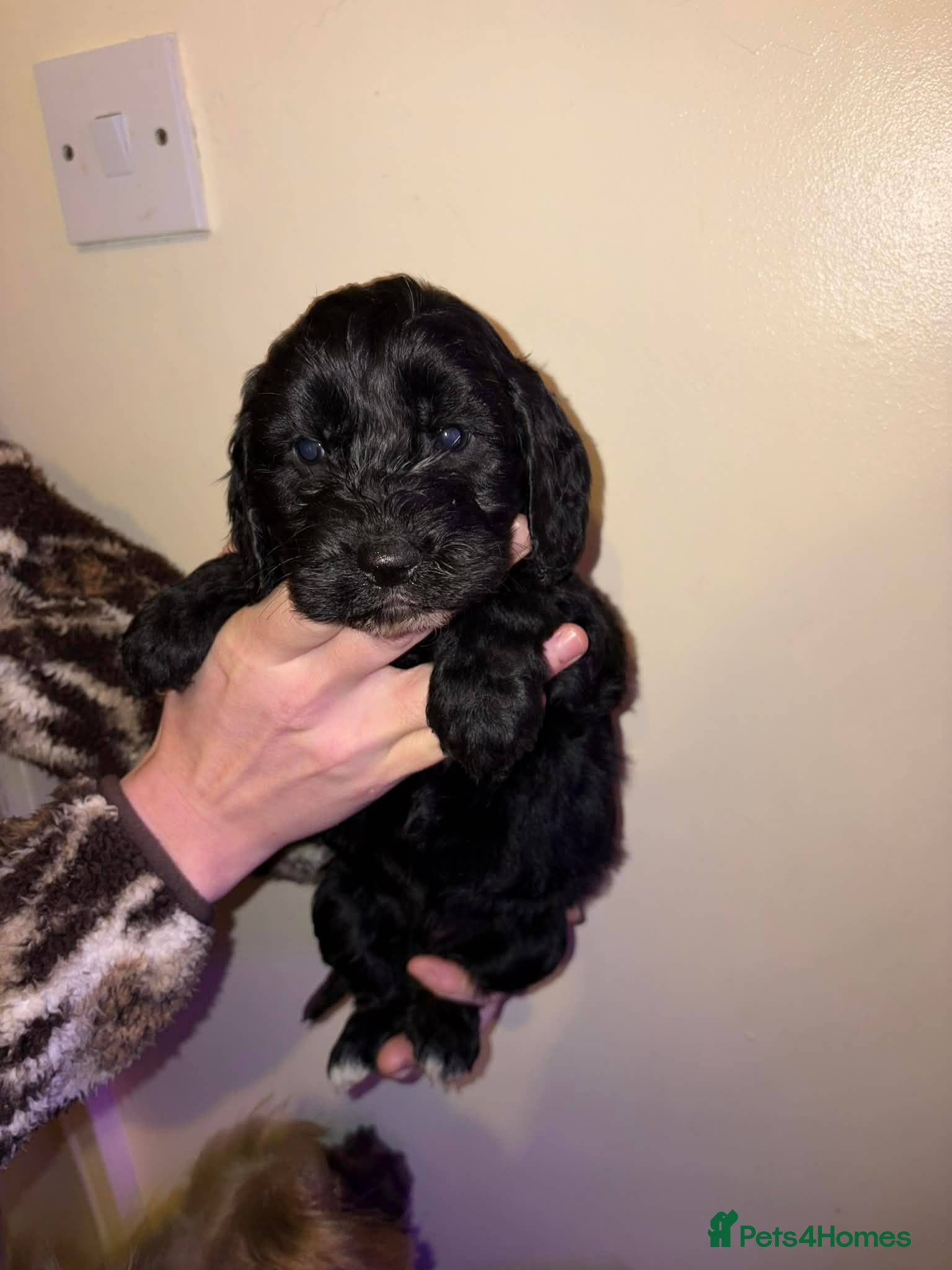 Cockapoo dogs Cockapoo puppies  - Advert 4