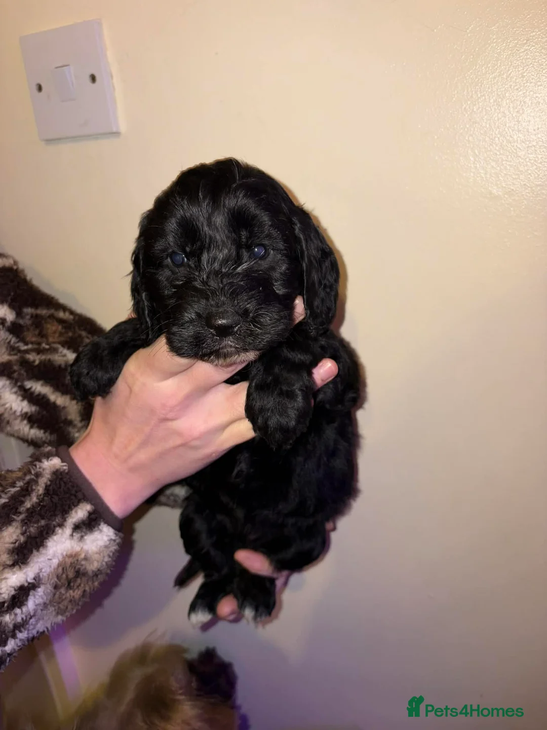 Cockapoo dogs for sale: Cockapoo puppies  - Advert 2