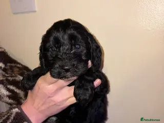 Cockapoo dogs Cockapoo puppies - Advert 4